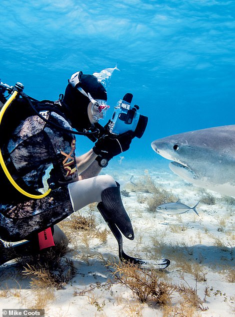 Coots photograph a tiger shark at the Tiger Beach dive site in the Bahamas