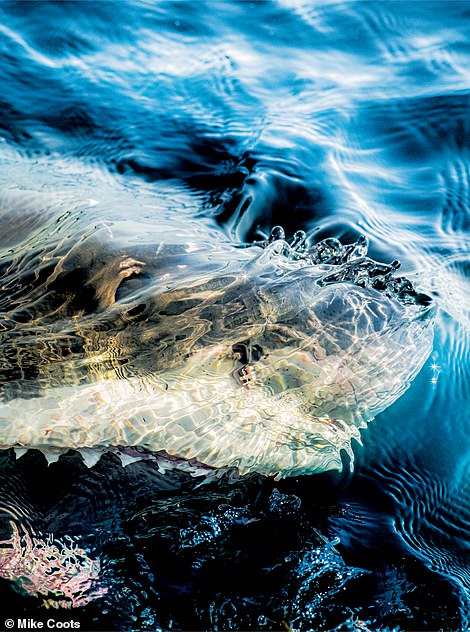 A great white shark approaches the surface of the water off the coast of Motunui, also known as Edwards Island, in New Zealand