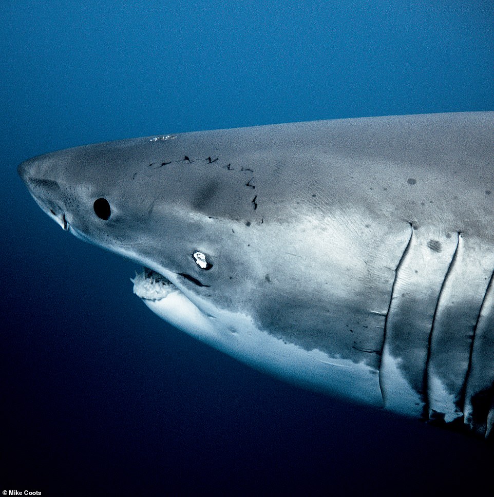 Johnny Rainbow, a male great white shark, is captured in this beautiful close-up shot from the Mexican island of Guadalupe.  Bite marks from another shark are visible on his head