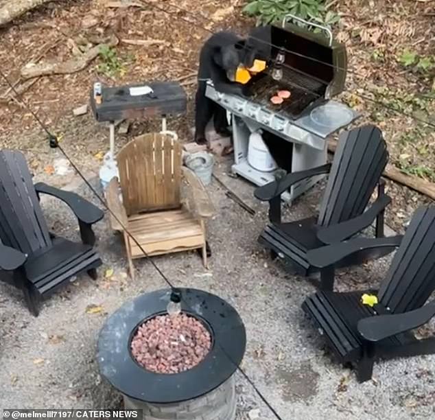 Melanie Frieh, 26, of Naperville, Illinois, and her friends were preparing an outdoor feast while on vacation in the woods when the two bears dropped by unexpectedly