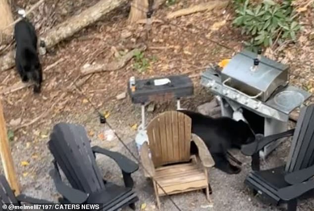 After the group moved to the first-floor balcony, they filmed footage of the bears pushing open the grill before devouring the barbecue burgers.