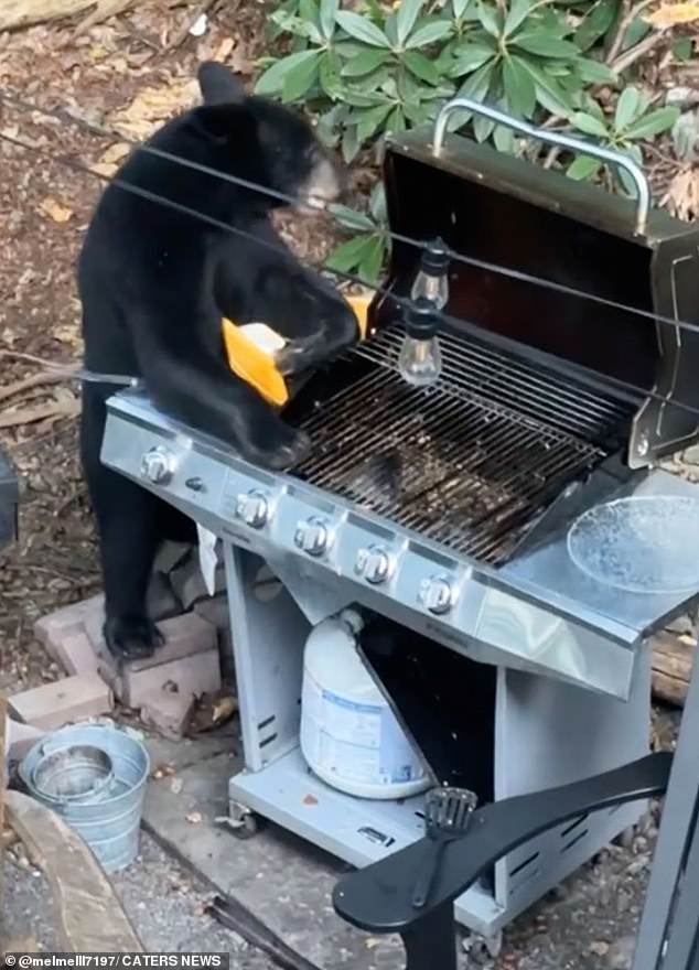 The bears quickly devoured all the meat patties before moving on to the drinks that had been left out