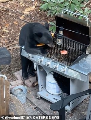 One of the bears can be seen nudging the closed lid with its nose, before lifting the lid with its right paw, revealing 10 juicy, uncooked patties on the grill.