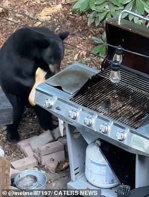 One of the bears can be seen nudging the closed lid with its nose, before lifting the lid with its right paw, revealing 10 juicy, uncooked patties on the grill.