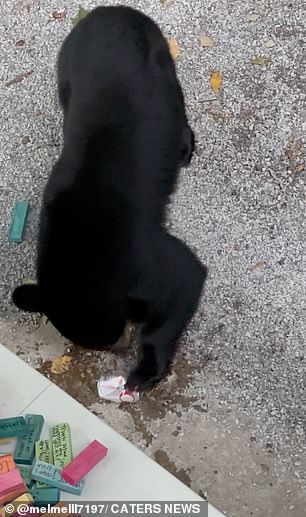 How refreshing!  One of the bears bit into a can of Diet Coke to wash down the meaty burger meal