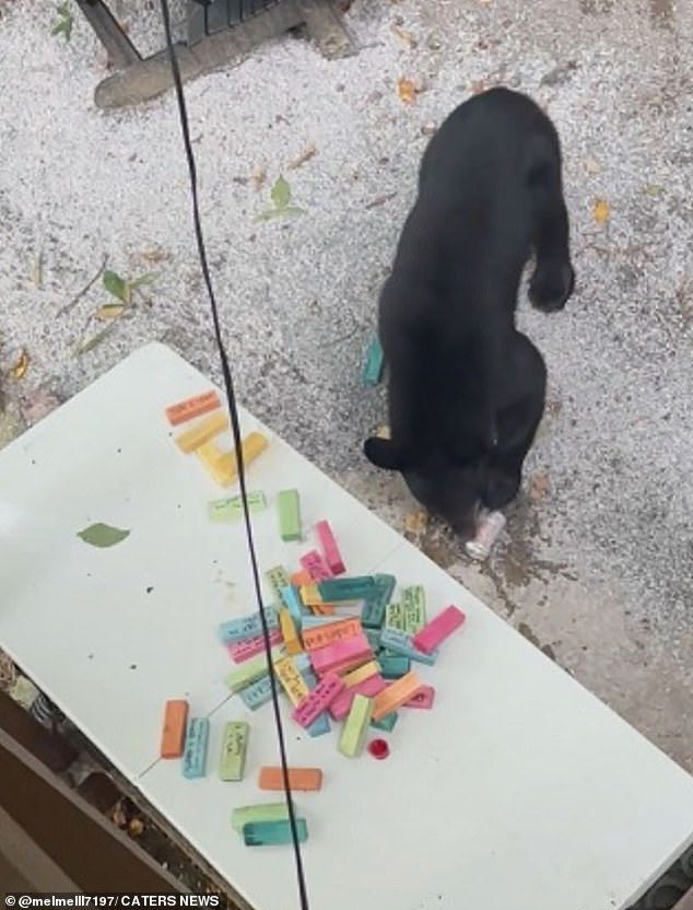 The bear found a Diet Coke that someone had left out before running in and then drank it right after eating the burgers