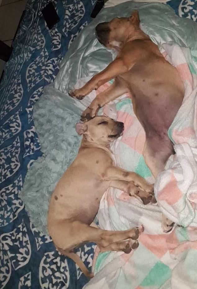 Kiki was one of three rescue puppies.  She is in the photo, left, with her sister