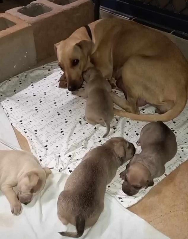 Kiki had her own puppies within the two years she lived with the family (pictured)