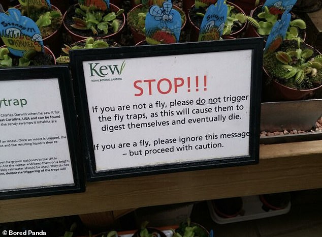 Go away!  Kew Gardens in London reminded customers not to 'activate' Venus Flytraps with a witty sign