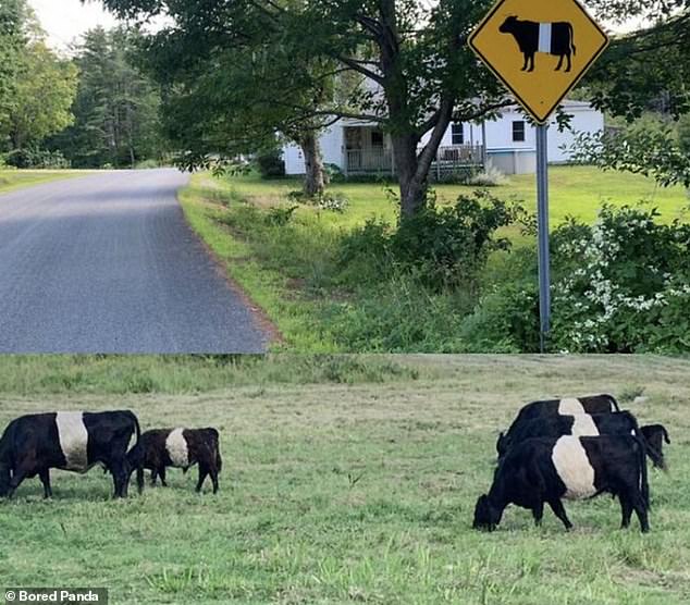 Another person wondered why someone had put white tape over the road sign until they saw the cows