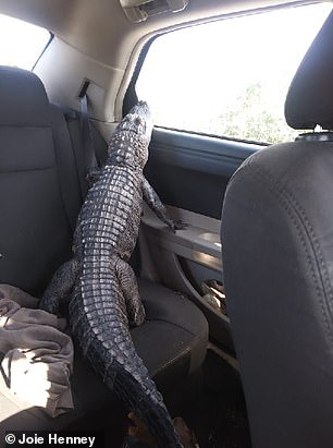 The alligator is now three years old and measures one and a half meters long