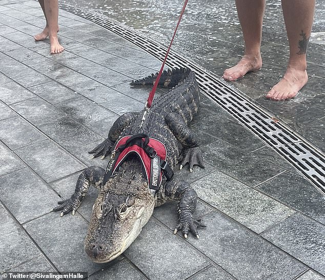 Joie Henney, a Philadelphia man and reptile rescuer who has worked with alligators for 30 years, was walking his alligator Wally in Philadelphia's Love Park last year.