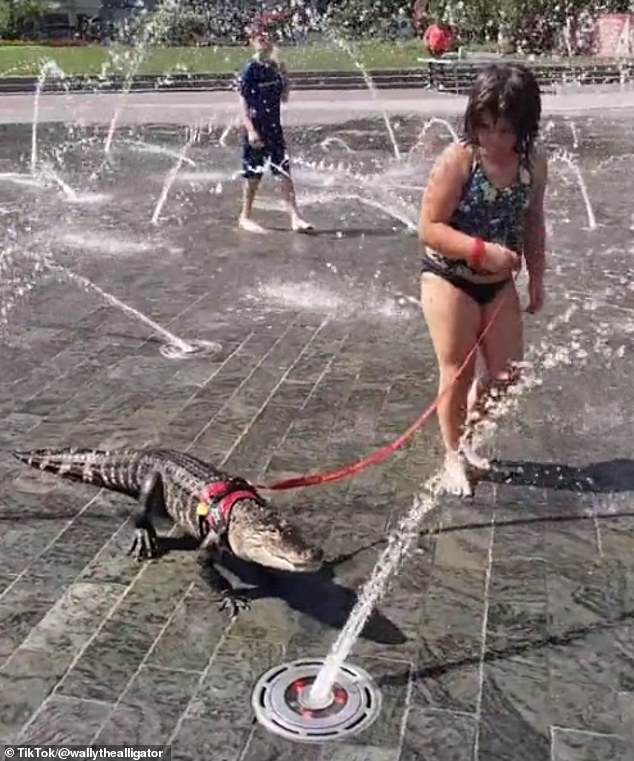 Wally the Alligator was leashed by a young girl in Love Park in Philadelphia