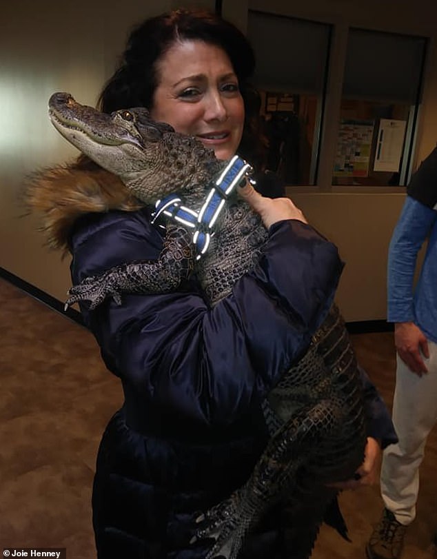 Wally is happy to be held like a traditional pet.  Henney said Wally never bit him or tried to bite anyone else