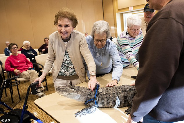 Henney takes Wally to schools and senior centers for educational reasons.  Wally is seen here at the SpiriTrust Lutheran Village in Pennsylvania on January 14, 2019