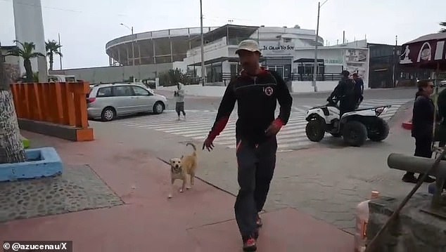 Oso walks behind one of his handlers from the Mexican border city of Tijuana after U.S. Border Patrol agents extradited him Wednesday, a day after he was seen on video running with migrants through an area where construction workers were repairing a steel barrier