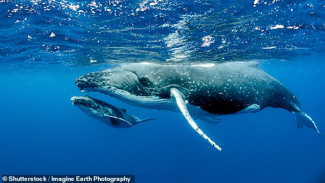 However, the high-pitched sound can have deadly consequences for marine life, especially whales