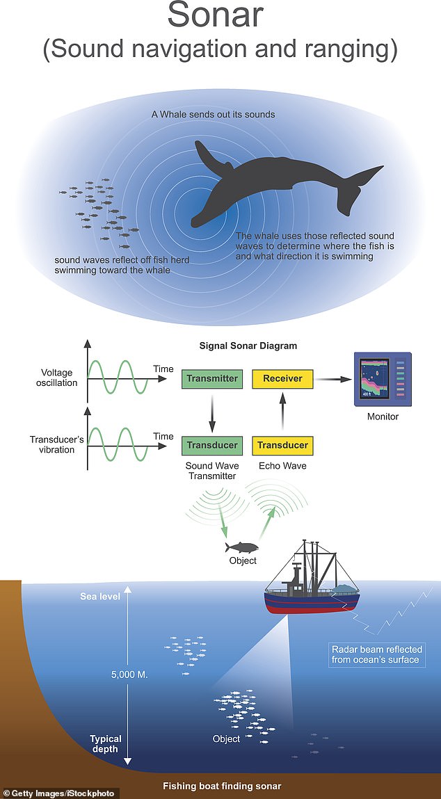 Whales and dolphins use their own form of 'sonar' through a process known as echolocation, which emits clicks that bounce back to help them hunt and avoid predators