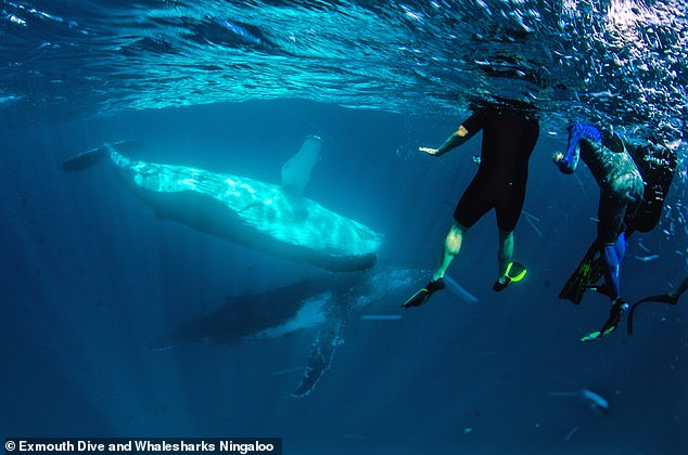 The US Navy admitted that its use of sonar has led to numerous whale deaths, leaving the animals stranded on beaches