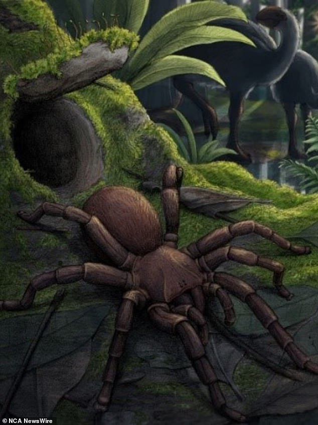 The fossilized arachnid resembles the rush trap spider species of western NSW.  Image: Supplied/Australia Museum