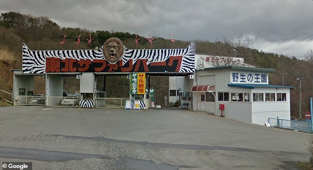 Kenichi Kato, a 53-year-old worker at the Tohoku Safari Park (pictured as GV) in the Fukushima region, was killed by the lion