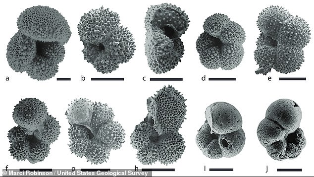 The scientists input geological data collected from deep-sea core samples into their computer model.  Each core sample contained microfossils of foraminifera from 67 million to 65 million years ago.  Above are ten species of planktic foraminifera, each the size of a grain of sand