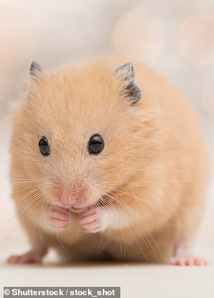 Nearly 60 percent noted that hamster owners appear 