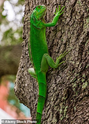 About 62 percent of users said they wouldn't mind falling for a snake or lizard owner