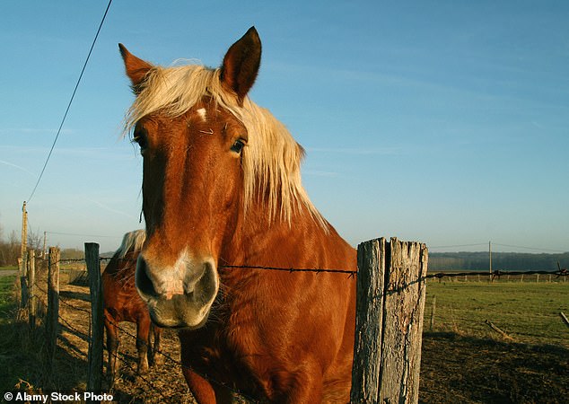 About 61 percent said they would swipe right on a dating profile that showed a horse