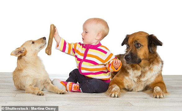 Dogs that spend time with more children were found to be less healthy overall (file image)