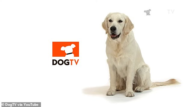 DOGTV is a subscription-based TV service created specifically for gods to watch and enjoy