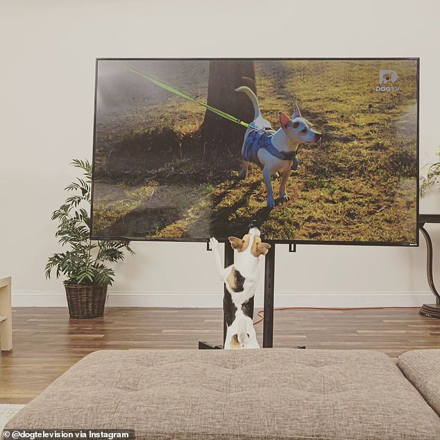 The TV channel worked with scientists and experts to find out exactly what dogs like to watch on TV – including images, sounds and storylines.