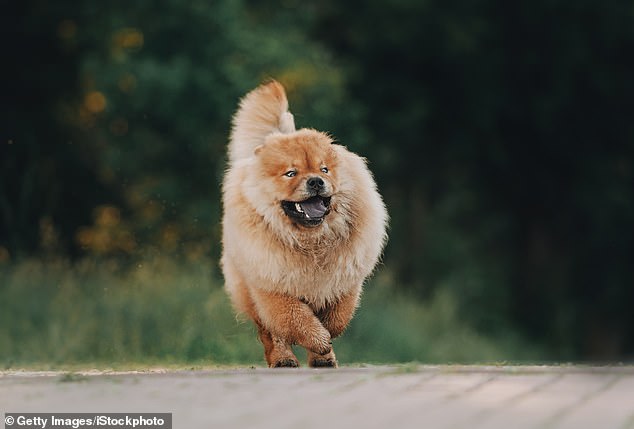 Chow Chow dogs are actually quite self-reliant, Winter said