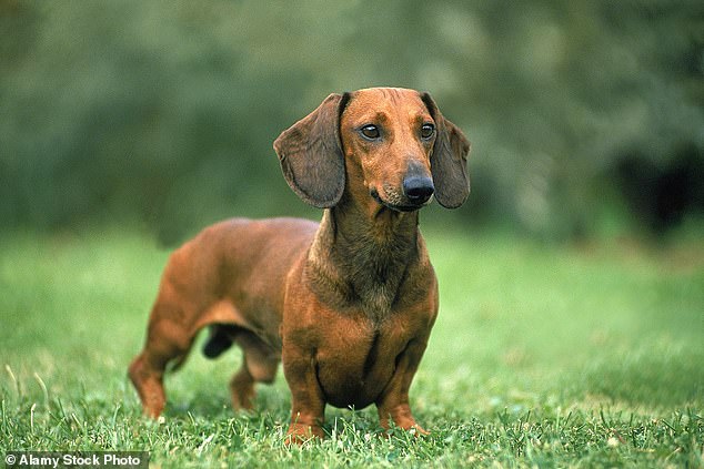 Dachshunds are prone to separation anxiety