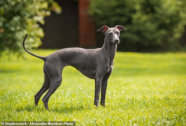 Greyhounds like peace and quiet, Winter said