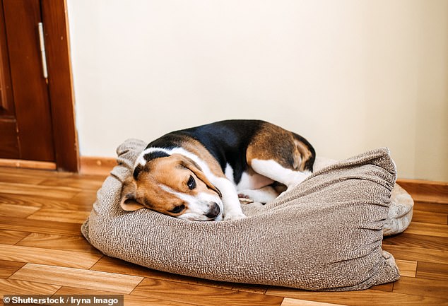 Beagles can misbehave if left alone, Winter warned