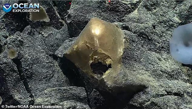 An egg, the remains of a sponge, or something else?  The mysterious golden object with a hole in it was discovered on the seabed off the coast of Alaska