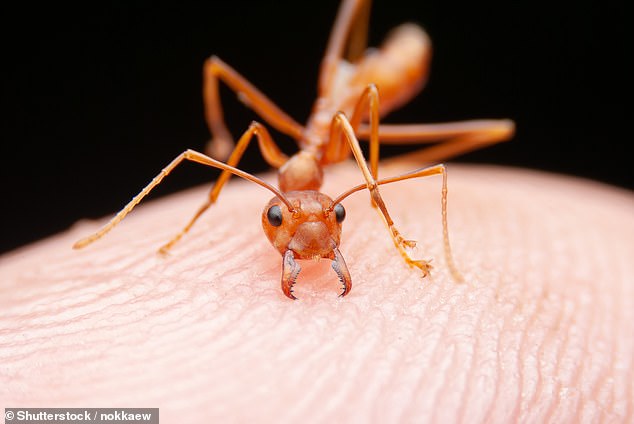 A plague of red fire ants – described as 'one of the most invasive species in the world' – could soon overrun Britain, a new study warns