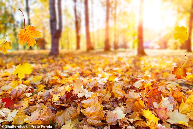 Sunlight is the most well-known way to get vitamin D, but is affected by sunscreen use, air pollution, cloud cover, and the melanin content of a person's own skin (File image)