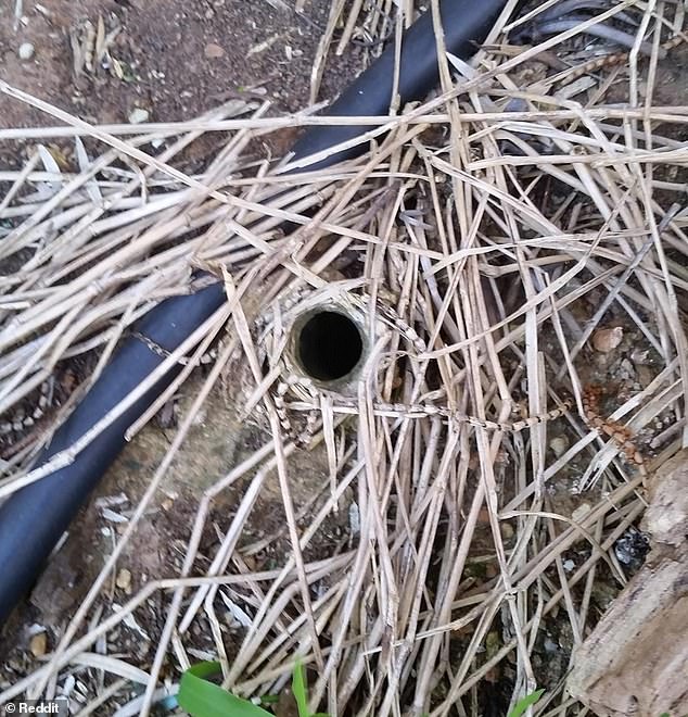 An Australian man revealed a photo of a small hole in his garden where thousands lock their doors and seek shelter