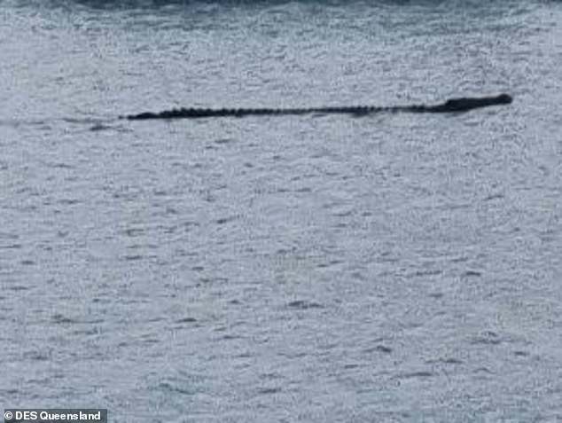 Authorities were alerted to a large crocodile (pictured) spotted in the waters of Shute Harbor in the Whitsunday region of north Queensland on Friday.