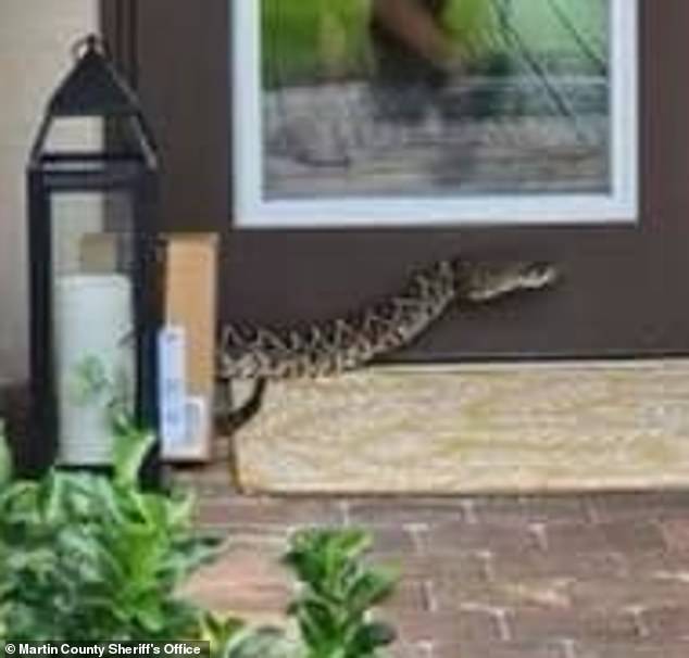 Monet Robinson, 21, was dropping off a package Monday evening at a Palm City home where the snake (pictured) was coiled near the front door.