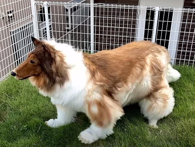 A Japanese dog lover who found internet fame by dressing from head to toe in a custom-made collie costume worth £12,500 has revealed what his family thinks about his new life as a dog