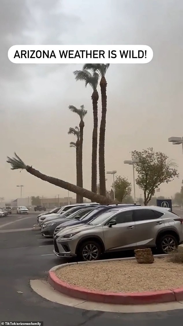 A palm tree fell in Phoenix, Arizona on Tuesday evening