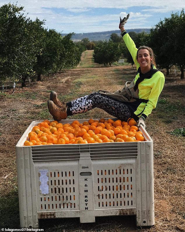 Overseas backpackers on farms could also be replaced as AI allows robots to plant seeds and harvest crops (pictured is a citrus orchard in Australia)