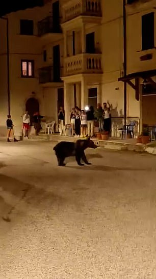 The well-known and tagged bear, named Amarena, was caught on camera by dozens of tourists earlier this week as she strolled through the center of a village