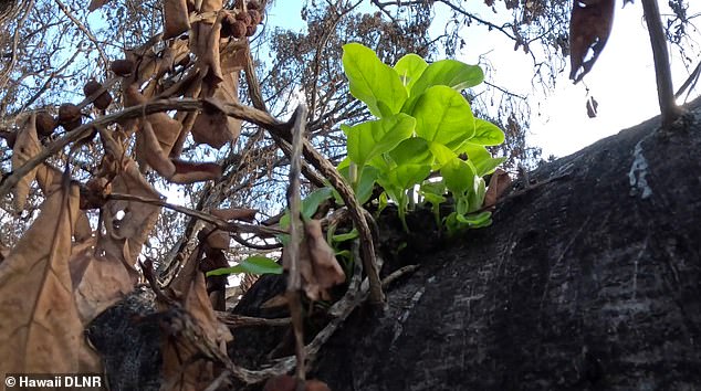 The Hawaii Department of Land and Natural Resources said the tree's multiple trunks have begun to recover.