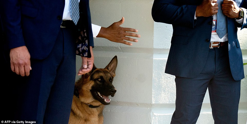 President Joe Biden's dog commander has bitten another Secret Service agent, the 11th biting incident in the White House.  The 2-year-old German shepherd bit a police officer on Monday evening.