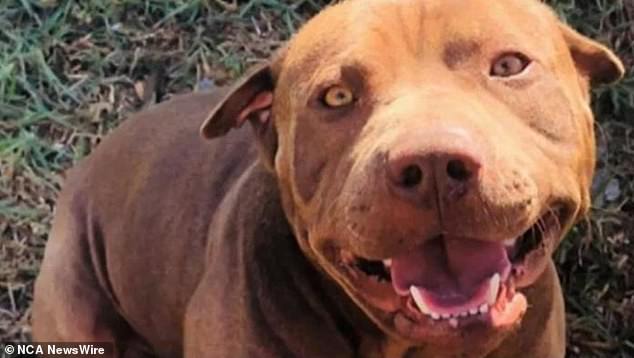 Colicchie, a Shar-Pei Pitbull, was reportedly with the family for eight years before it turned on its owners