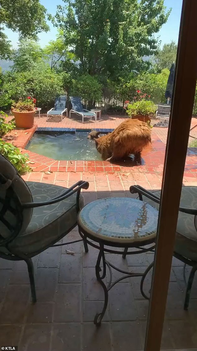 A Southern California homeowner caught a mother bear and her baby taking a dip in her pool to stay cool in July